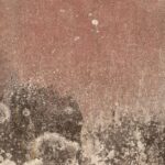 is there mold everywhere and should you worry