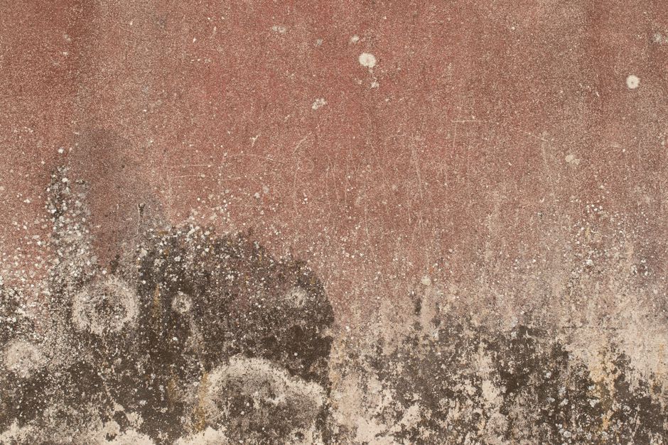 is there mold everywhere and should you worry