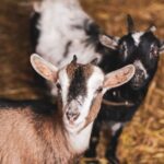 treat bloat in goats