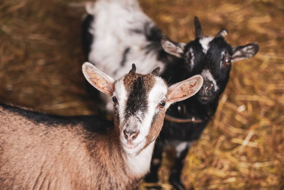 treat bloat in goats