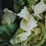 use cabbage leaves for joint pain