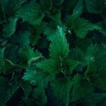 use stinging nettle for enlarged prostate
