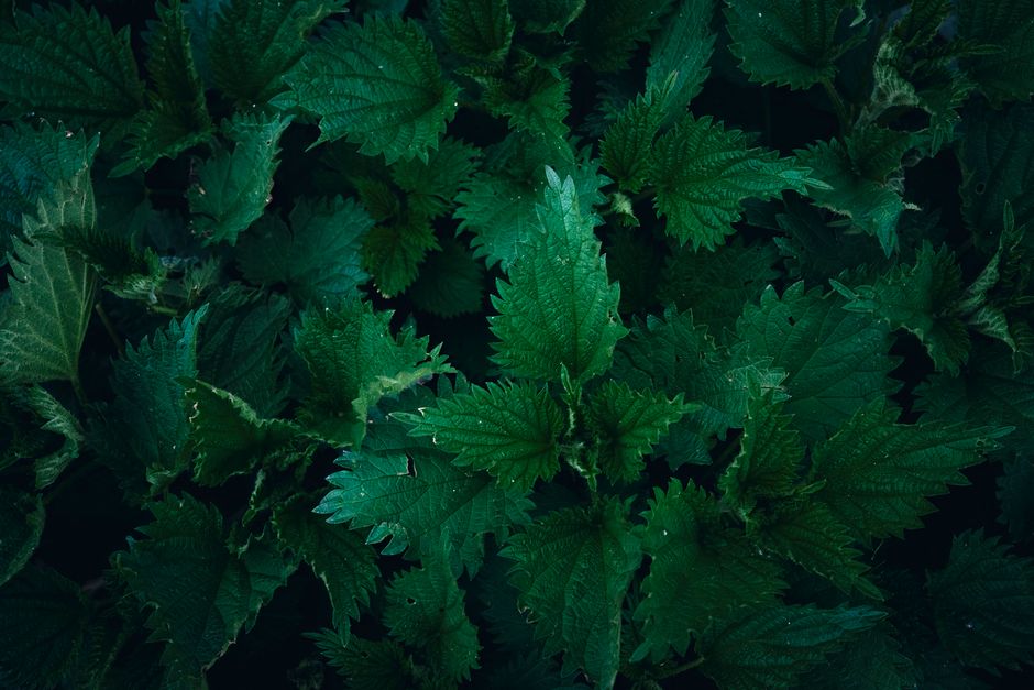 use stinging nettle for enlarged prostate