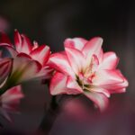 what are belladonna alkaloids and how do they work