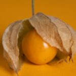 what are husk cherries taste uses nutrition