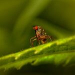 what are midge bugs and do they bite
