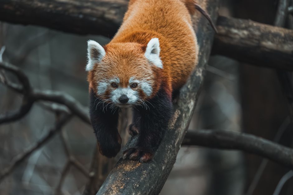what are red pandas predators and threats