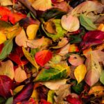 what are the colors of fall and how do they happen
