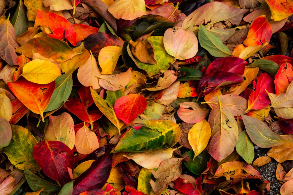 what are the colors of fall and how do they happen