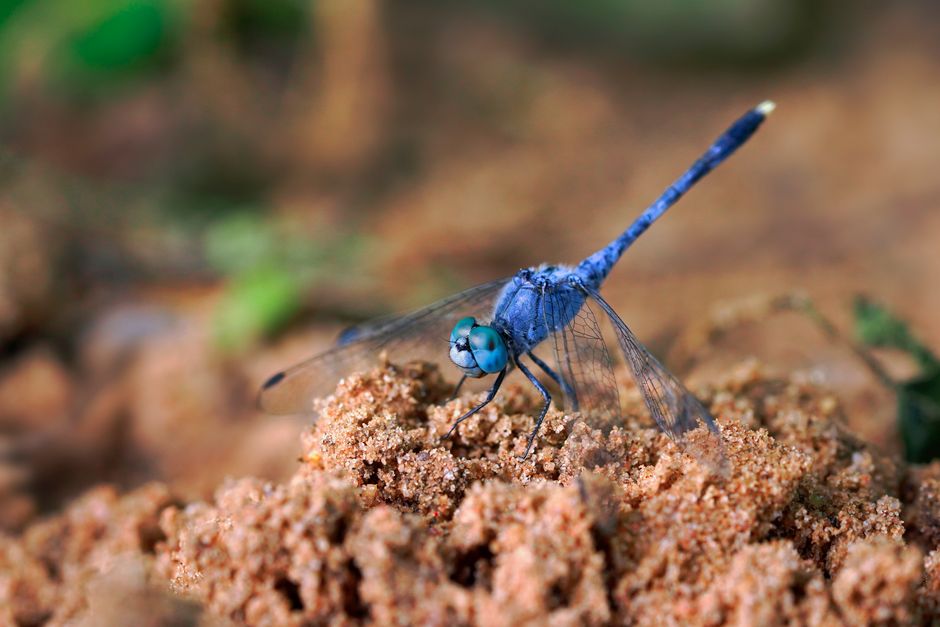 what bugs do dragonflies eat