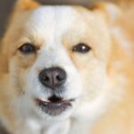 what causes a barking cough in adults