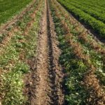 what causes crop blight and how is it managed