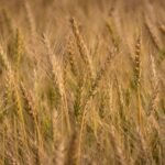 what causes gluten allergy 3 different conditions