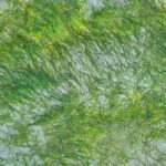 what causes red algae nutrients light and heat