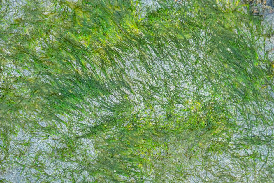 what causes red algae nutrients light and heat