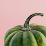 what causes squash stem rot and how to stop it