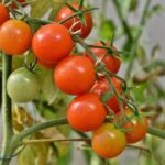 what causes tomatoes to ripen ethylene and beyond