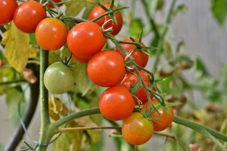 what causes tomatoes to ripen ethylene and beyond