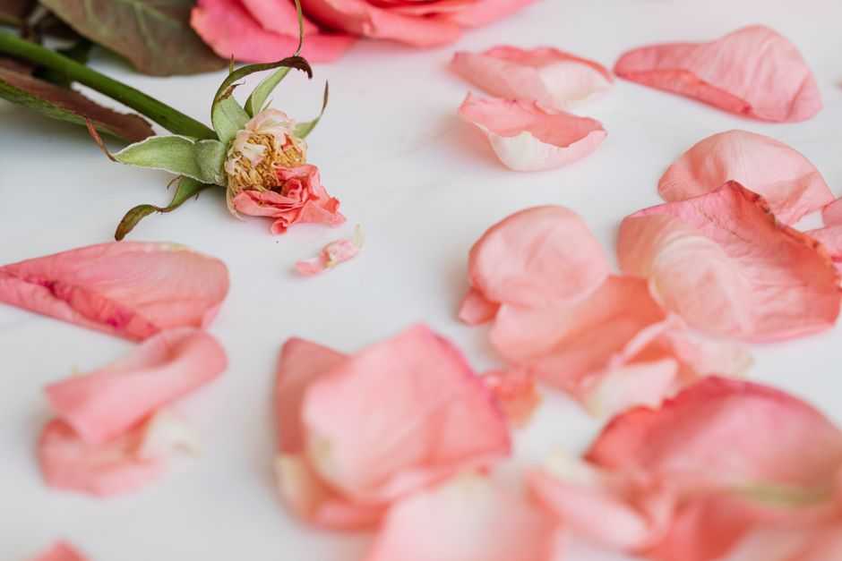 what causes wilting and how can you fix it