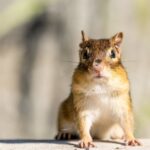what do chipmunks eat a look at their natural diet