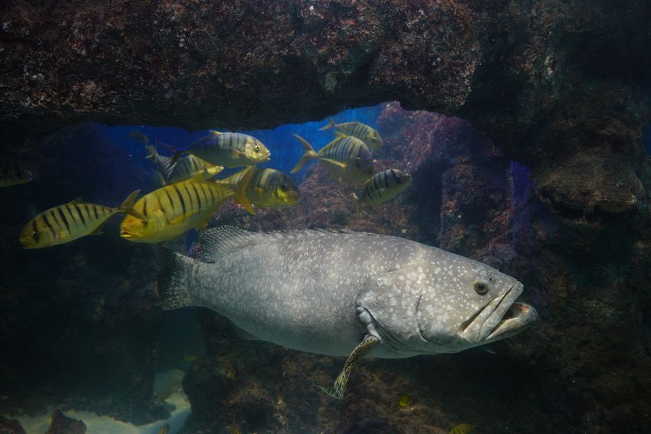 what do goliath grouper eat a look at their diet