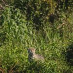 what do jaguars eat a look at the apex predators diet