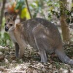 what do wallabies eat their natural diet explained
