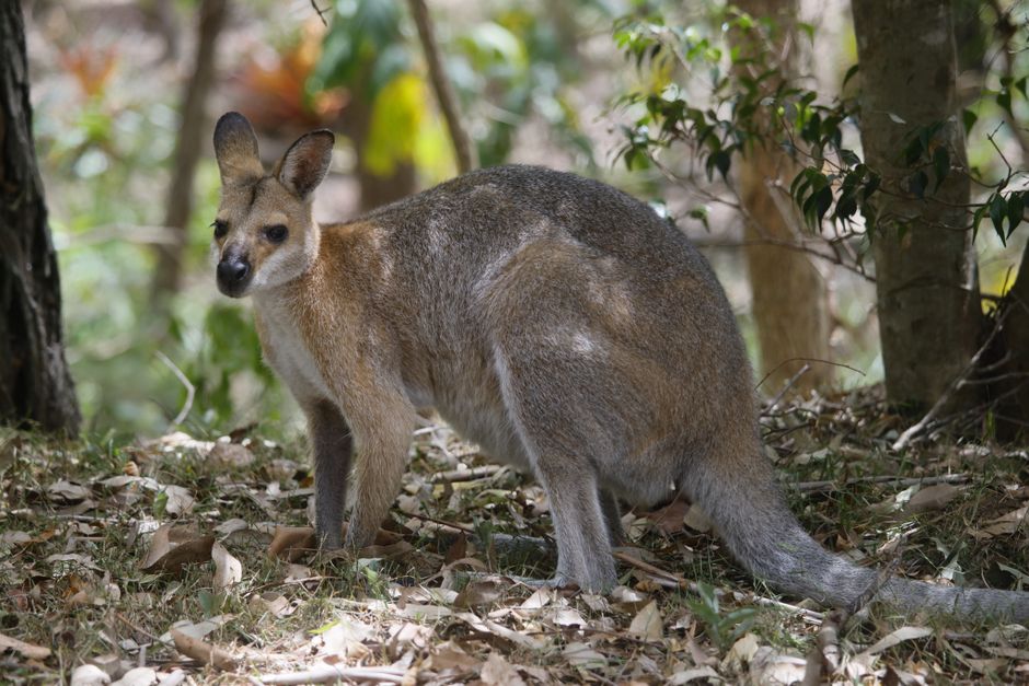 what do wallabies eat their natural diet explained