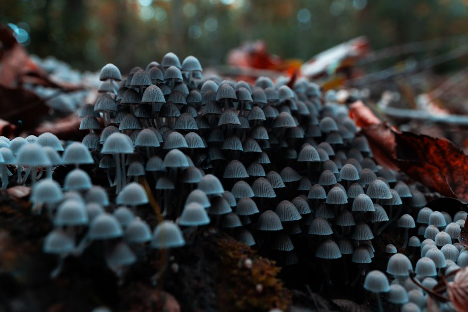 what does mold on shrooms look like vs mycelium