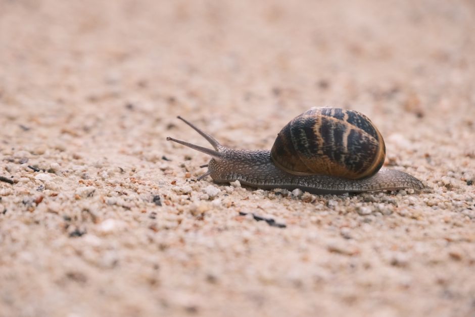 what does snail mucin do