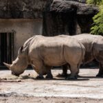 what eats black rhinos their natural predators