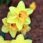 what eats daffodils and how to stop them