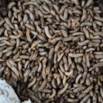 what happens if you eat a maggot