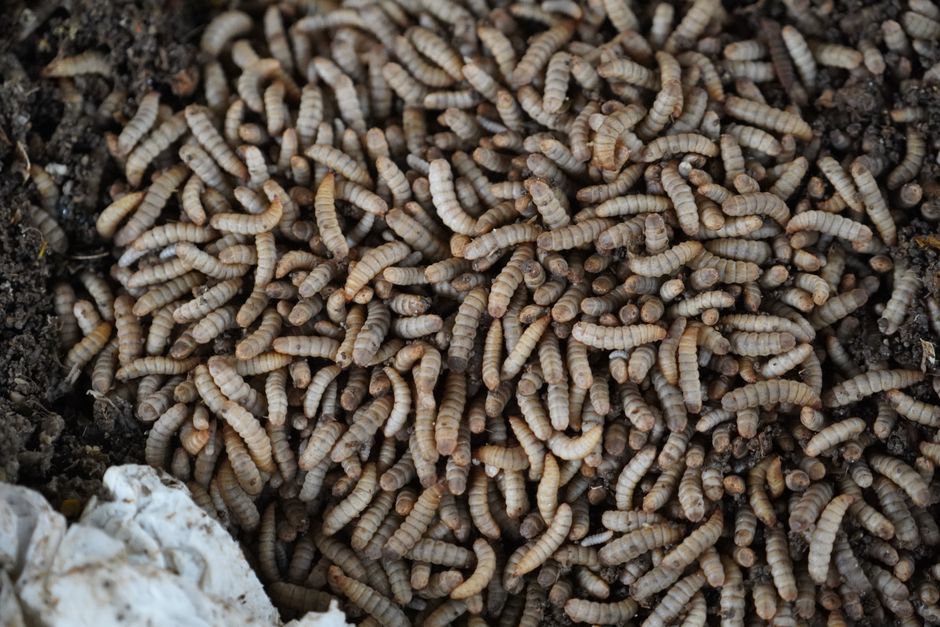 what happens if you eat a maggot