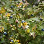 what is a berry botany nutrition and surprises