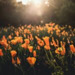 what is california poppy good for sleep anxiety pain