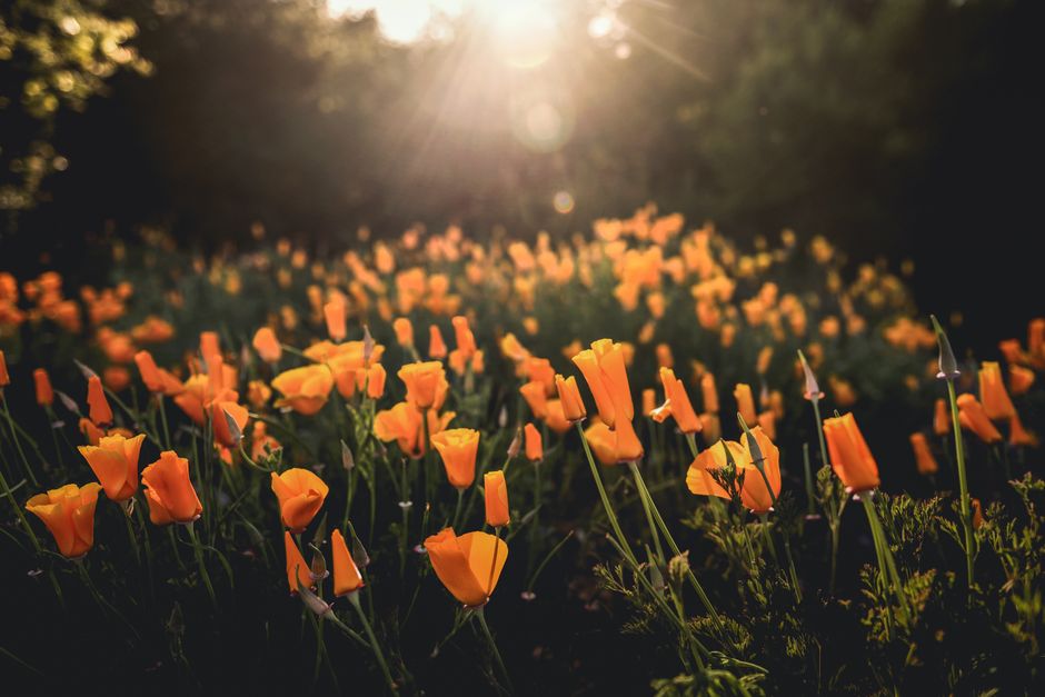 what is california poppy good for sleep anxiety pain