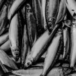 what is herring used for food health more