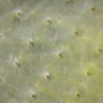 what is prickly pear oil good for skin hair