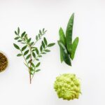 what is the role of nitrogen fixing bacteria