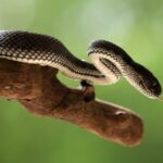 what is venom the science behind natures toxin