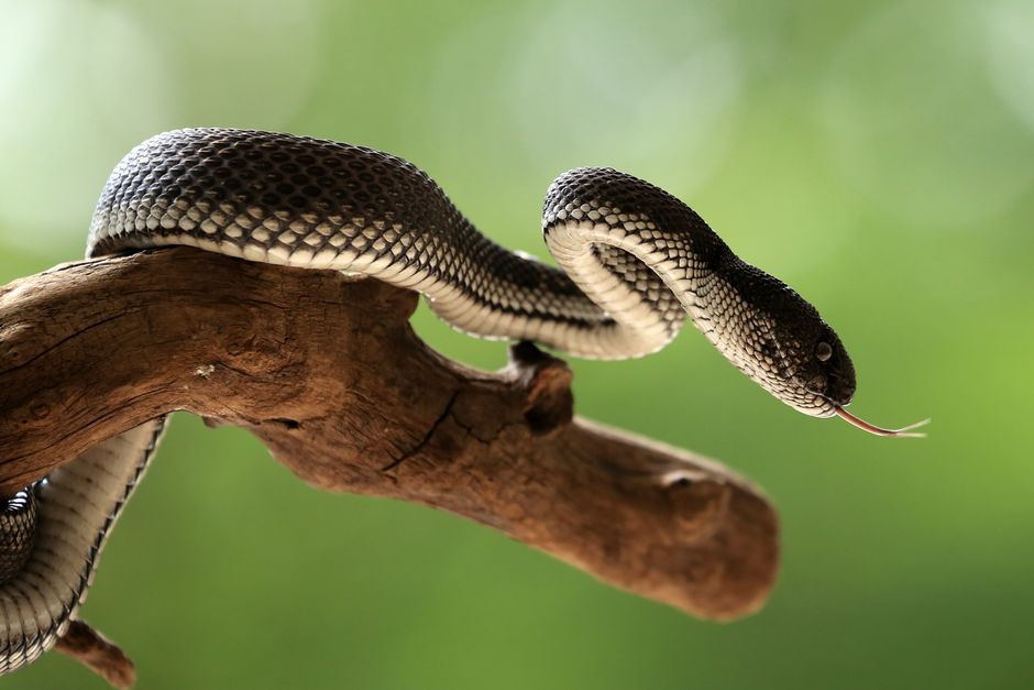 what is venom the science behind natures toxin