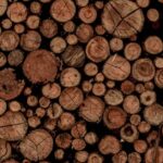 what is xylem and phloem and how do they work