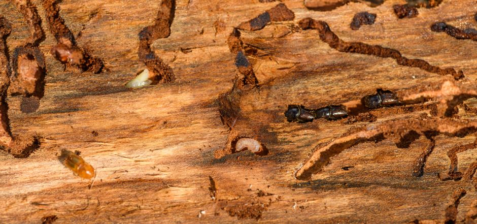 what kind of wood do termites eat