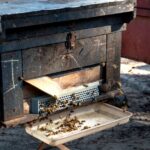 what to avoid if you have a propolis allergy