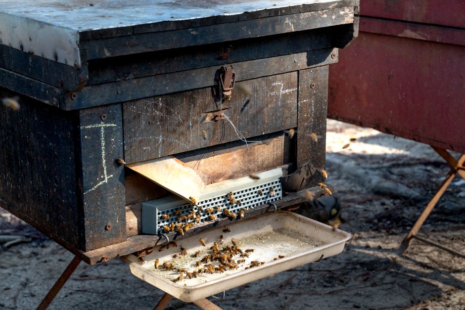 what to avoid if you have a propolis allergy