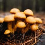 what to eat on shrooms before during and after