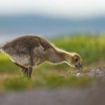 what to feed goslings diet niacin and foods to avoid