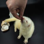 what to feed my ferret diet treats and safe foods