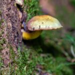 when is fungal hyphae dangerous to your health